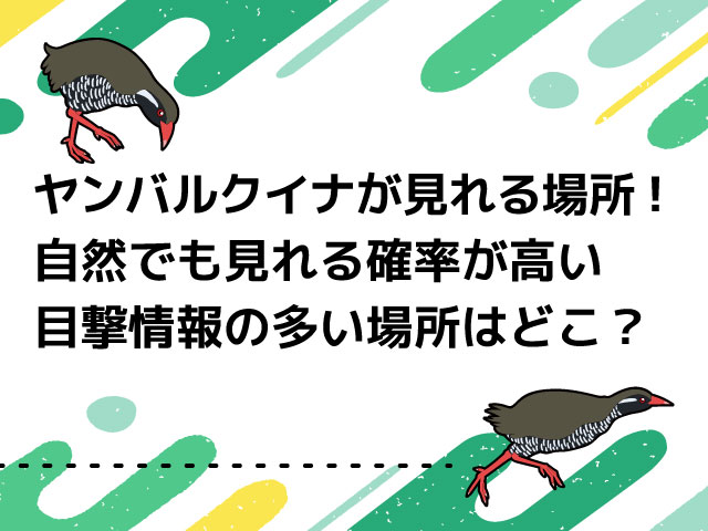 ヤンバルクイナが見れる場所！自然でも見れる確率が高い目撃情報の多い場所はどこ？